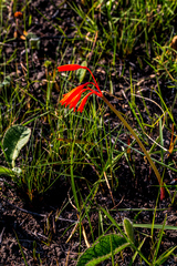 Cyrtanthus brachyscyphus