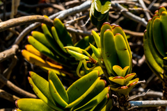 Cyrtorchis arcuata