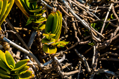 Cyrtorchis arcuata