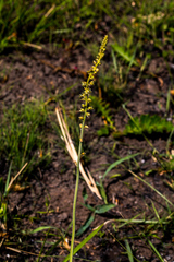 Drimia echinostachya