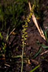 Drimia echinostachya