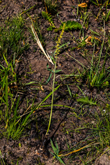 Drimia echinostachya