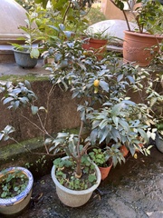 Citrus japonica
