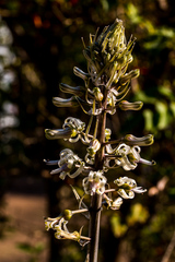 Drimia elata