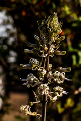 Drimia elata