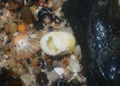 Nerita plicata