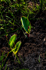 Eriospermum mackenii