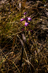 Eulophia hians hians