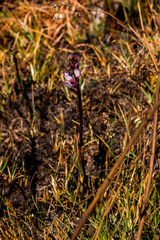 Eulophia hians hians