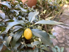 Citrus japonica