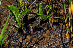 Helichrysum nudifolium