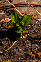 Hypoxis colchicifolia