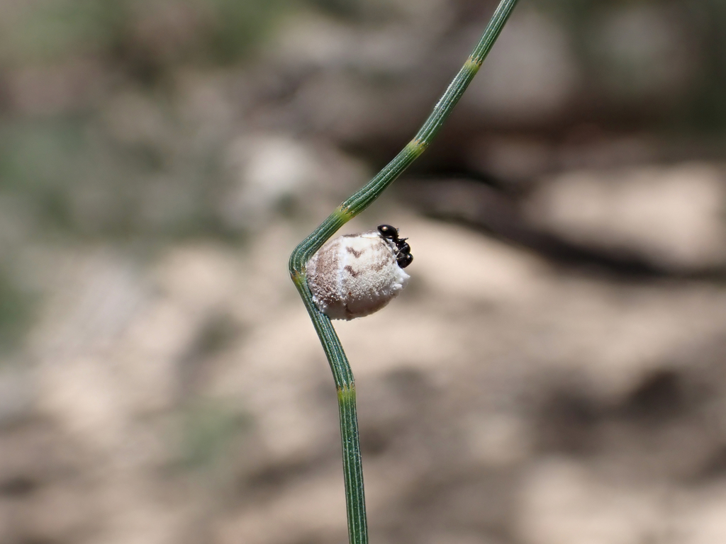 Pseudoripersia