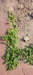 Malva parviflora