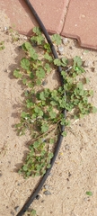 Malva parviflora