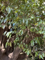 Magnolia champaca