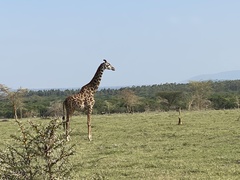 Giraffa camelopardalis