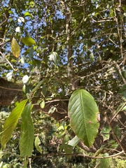 Magnolia champaca
