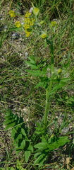 Pastinaca sativa sylvestris