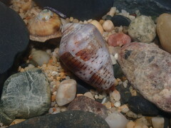 Conus coronatus