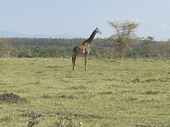 Giraffa camelopardalis