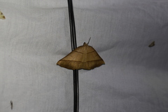 Systatica xanthastis