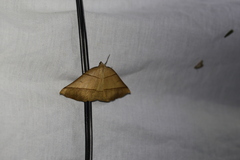 Systatica xanthastis