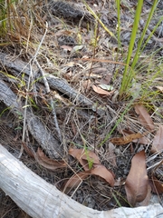 Arthrochilus prolixus