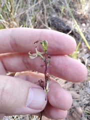 Arthrochilus prolixus