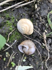 Webbhelix multilineata