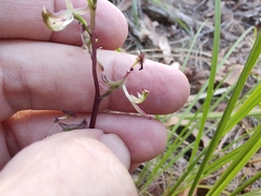 Arthrochilus prolixus