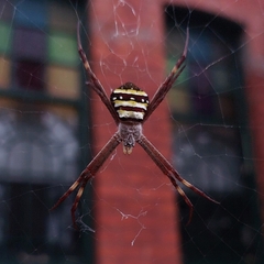 Argiope keyserlingi