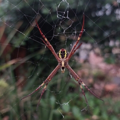 Argiope keyserlingi