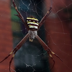 Argiope keyserlingi