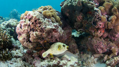 Arothron nigropunctatus