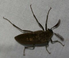 Trigonodera
