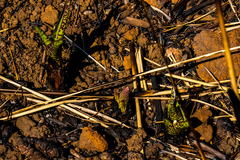 Ledebouria floribunda