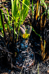 Ledebouria floribunda