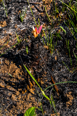 Ledebouria floribunda