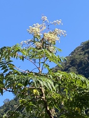 Aralia bipinnata