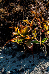 Polystachya pubescens