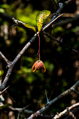 Putterlickia retrospinosa