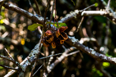 Putterlickia retrospinosa