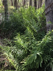 Blechnum minus