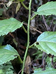 Rubus pyrifolius