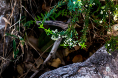 Struthiola pondoensis
