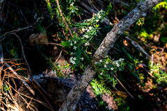 Struthiola pondoensis