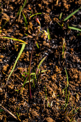 Tulbaghia acutiloba