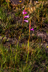 Watsonia mtamvunae