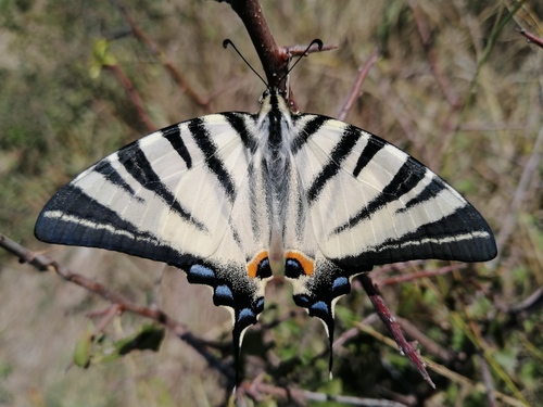 Scarce Swallowtail